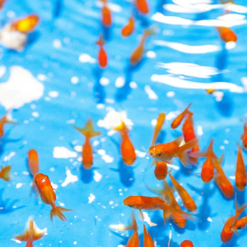 Dozens of orange goldfish in bright blue rippling water